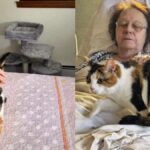 video:-gata-comove-a-web-ao-visitar-cadeira-da-tutora-falecida