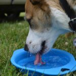 veterinaria-revela-truque-facil-para-manter-caes-hidratados-no-verao