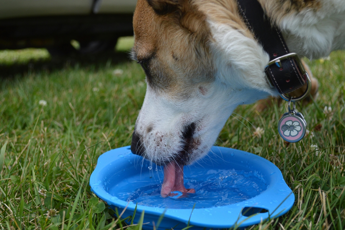 veterinaria-revela-truque-facil-para-manter-caes-hidratados-no-verao