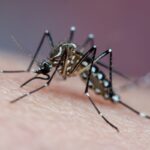 dengue:-caldas-novas-decreta-calamidade-com-87-casos-suspeitos-em-2026