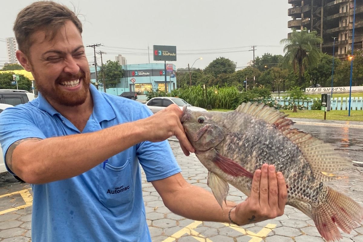 morador-acha-tilapia-de-1,5-kg-no-meio-de-avenida-apos-chuva-em-sp.-veja