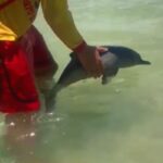 minigolfinho-e-avistado-em-praia-do-guaruja-e-area-e-isolada.-veja-video