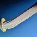 rara:-especie-de-agua-viva-gigante-tem-tentaculos-que-medem-10-metros