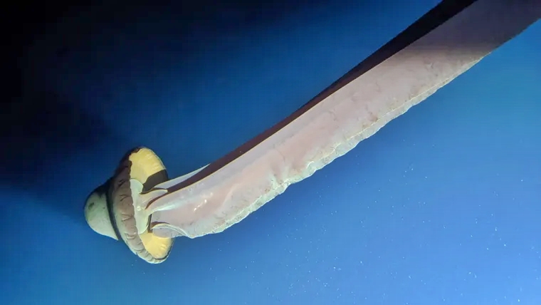 rara:-especie-de-agua-viva-gigante-tem-tentaculos-que-medem-10-metros