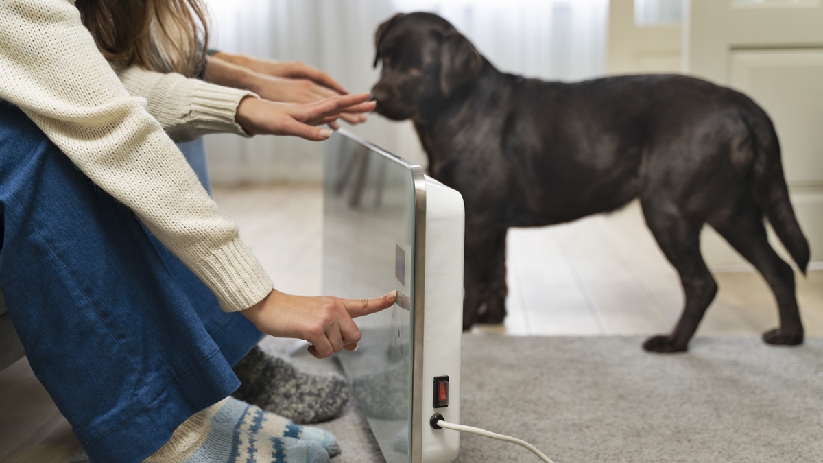 energia-eletrica-e-pets:-como-prevenir-riscos-e-agir-em-emergencias