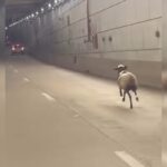ovelha-e-flagrada-correndo-entre-os-carros-no-tunel-de-taguatinga.-veja-video