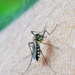 estado-de-sao-paulo-confirma-primeira-morte-por-dengue-em-2026