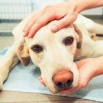 convulsao-em-cachorro:-o-que-fazer-e-quando-procurar-ajuda