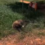 ovelha-filmada-correndo-assustada-no-tunel-rei-pele-e-encontrada-morta
