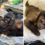 como-sera-a-vida-do-macaquinho-que-ficou-orfao-apos-a-mae-ser-atropelada.-video