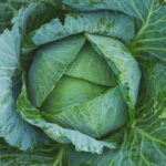 repolho-e-tendencia-de-design,-cultura,-saude-e-gastronomia-em-2026