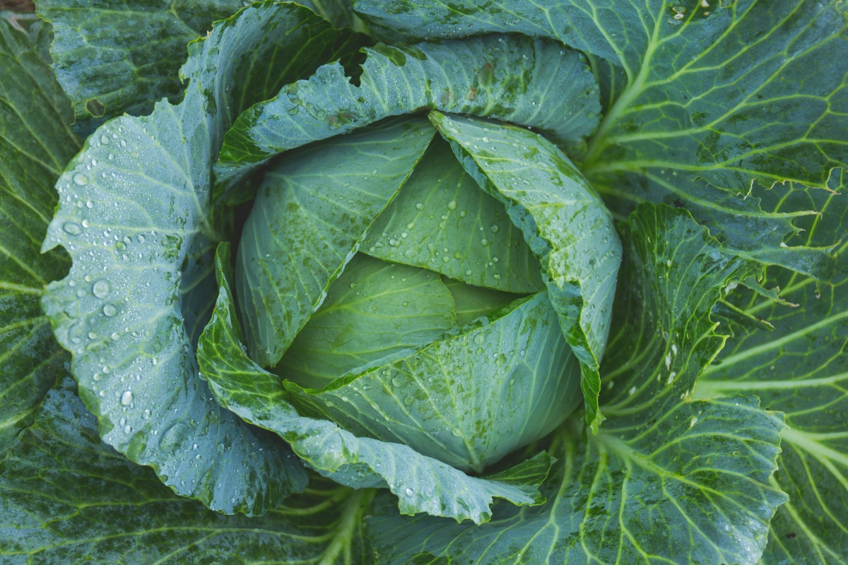 repolho-e-tendencia-de-design,-cultura,-saude-e-gastronomia-em-2026