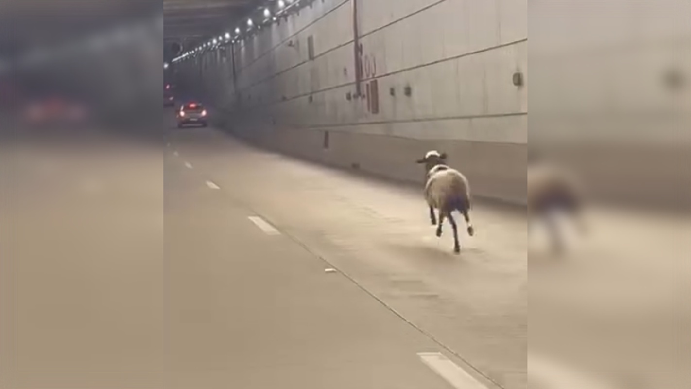 corpo-de-ovelha-morta-apos-correr-pelo-tunel-rei-pele-e-recolhido-pelo-slu