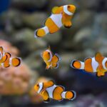 peixes-tambem-sao-pets-e-exigem-mais-cuidados-do-que-parecem