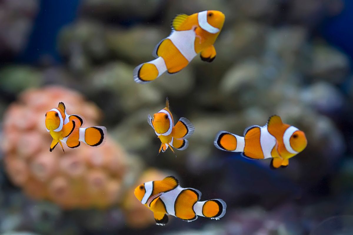 peixes-tambem-sao-pets-e-exigem-mais-cuidados-do-que-parecem