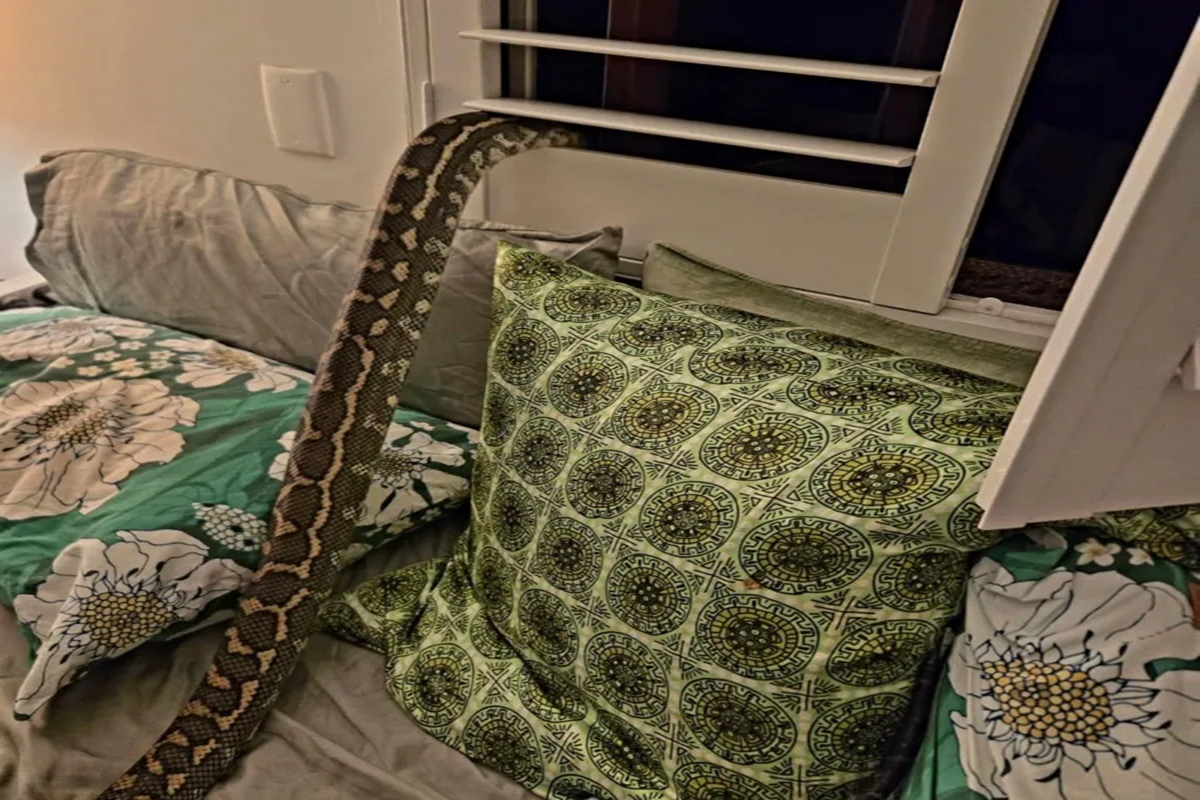 que-susto:-australiana-acorda-com-cobra-piton-de-2,5-m-em-cima-dela