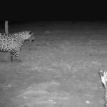 registro-raro:-oncas-pintadas-sao-flagradas-em-grupo-no-pantanal.-veja-video