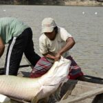 pesquisa-inedita-com-genoma-protege-especies-de-peixes-da-amazonia