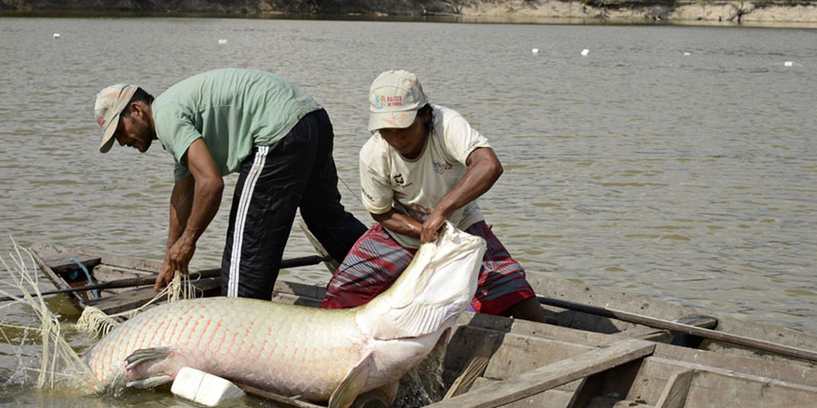 pesquisa-inedita-com-genoma-protege-especies-de-peixes-da-amazonia