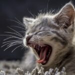 convulsoes-em-gatos:-causas,-riscos-e-como-agir-diante-da-crise
