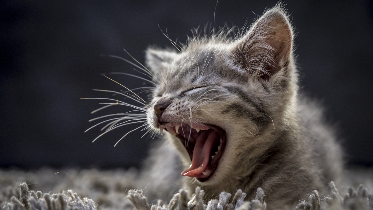 convulsoes-em-gatos:-causas,-riscos-e-como-agir-diante-da-crise