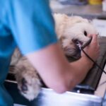 veterinario-fake-inventa-diploma,-engana-conselho-e-atua-por-5-anos-no-df