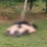 momento-intimo-em-parque-revolta-familias,-e-guarda-municipal-e-chamada.-veja-video