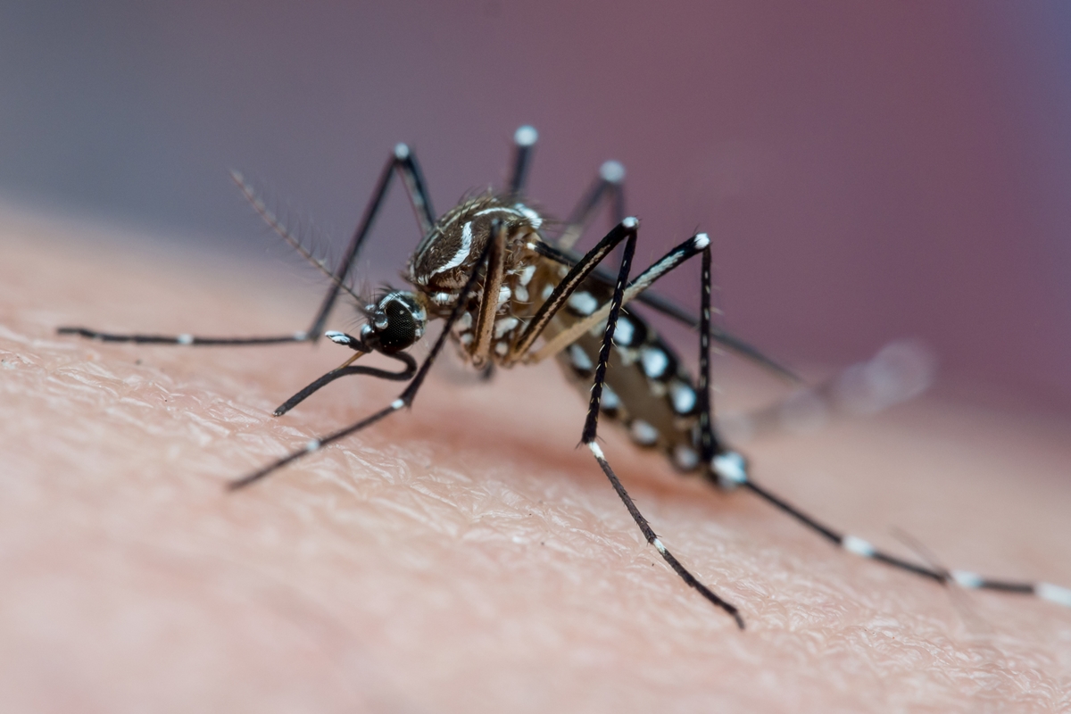 pesquisa-aponta-quem-tem-mais-chance-de-morrer-por-dengue-no-brasil