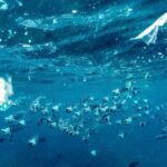 microplasticos-presentes-em-fertilizantes-podem-contaminar-praias