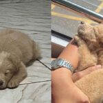familia-adota-filhote-achando-ser-golden-retriever,-mas-pet-surpreende