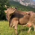 pela-primeira-vez,-vaca-e-filmada-usando-ferramentas-para-se-cocar.-veja-video
