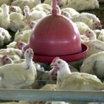 china-encerra-embargo-e-libera-frango-do-rs-apos-surto-sanitario