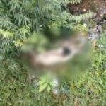 misterio:-drone-da-pm-encontra-corpo-desovado-em-area-de-mata.-video