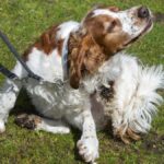 pets-com-coceira-frequente-podem-ficar-mais-ansiosos,-diz-veterinaria