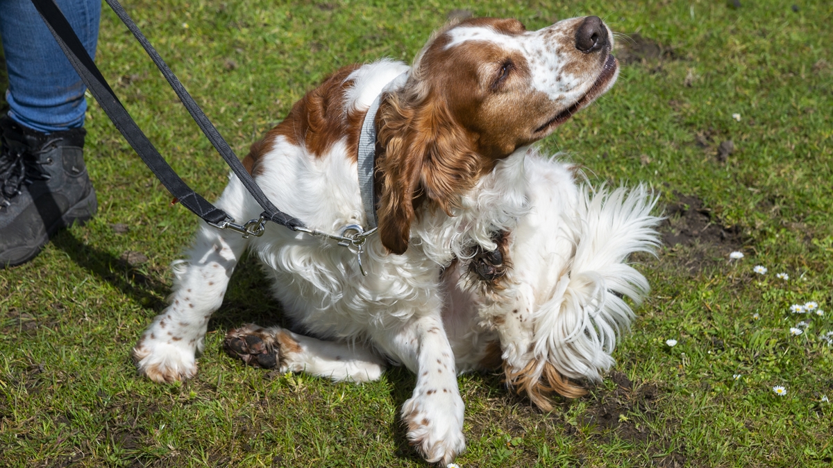 pets-com-coceira-frequente-podem-ficar-mais-ansiosos,-diz-veterinaria