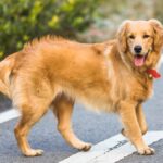 quer-ter-um-golden?-veja-5-detalhes-que-ninguem-te-conta-sobre-a-raca