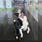 conheca-max,-border-collie-que-vai-combater-o-trafico-no-aeroporto-jk