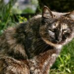 e-verdade-que-os-gatos-conseguem-sentir-energias-negativas?-entenda