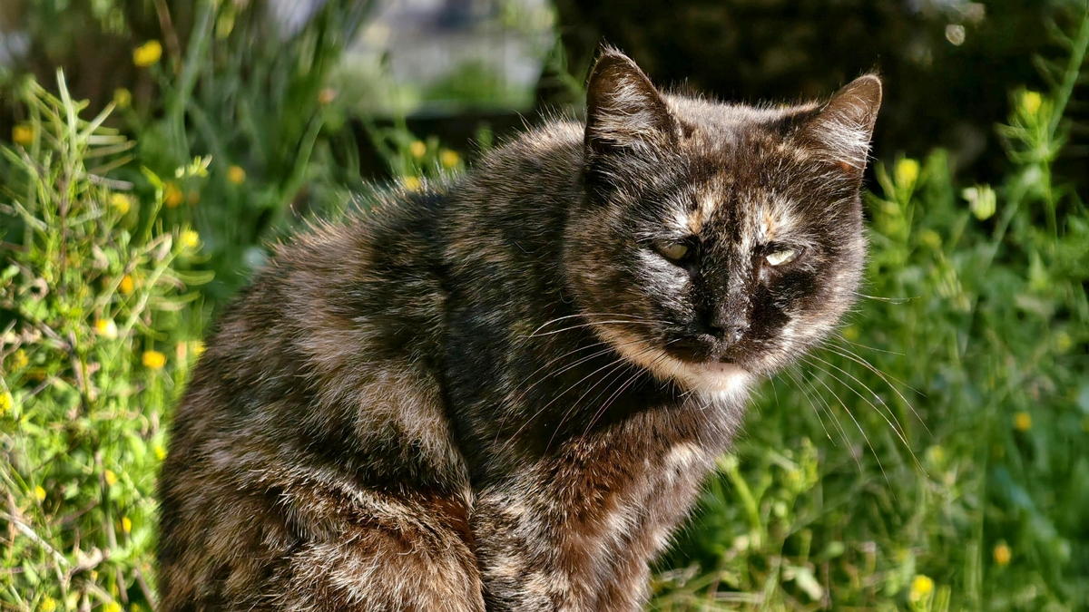 e-verdade-que-os-gatos-conseguem-sentir-energias-negativas?-entenda