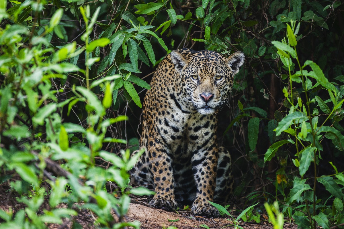 pela-1a-vez,-oncas-pintadas-sao-ouvidas-miando-como-gatos-na-natureza.-veja-video