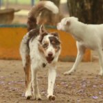 mais-de-300-pets-estarao-disponiveis-para-adocao-em-evento-em-sp