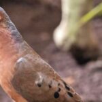 apos-mais-de-50-anos-de-extincao,-ave-da-a-luz-filhotes-em-zoologico