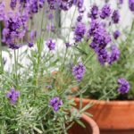 estas-plantas-gostam-de-sol-e-sao-as-melhores-para-colocar-na-varanda