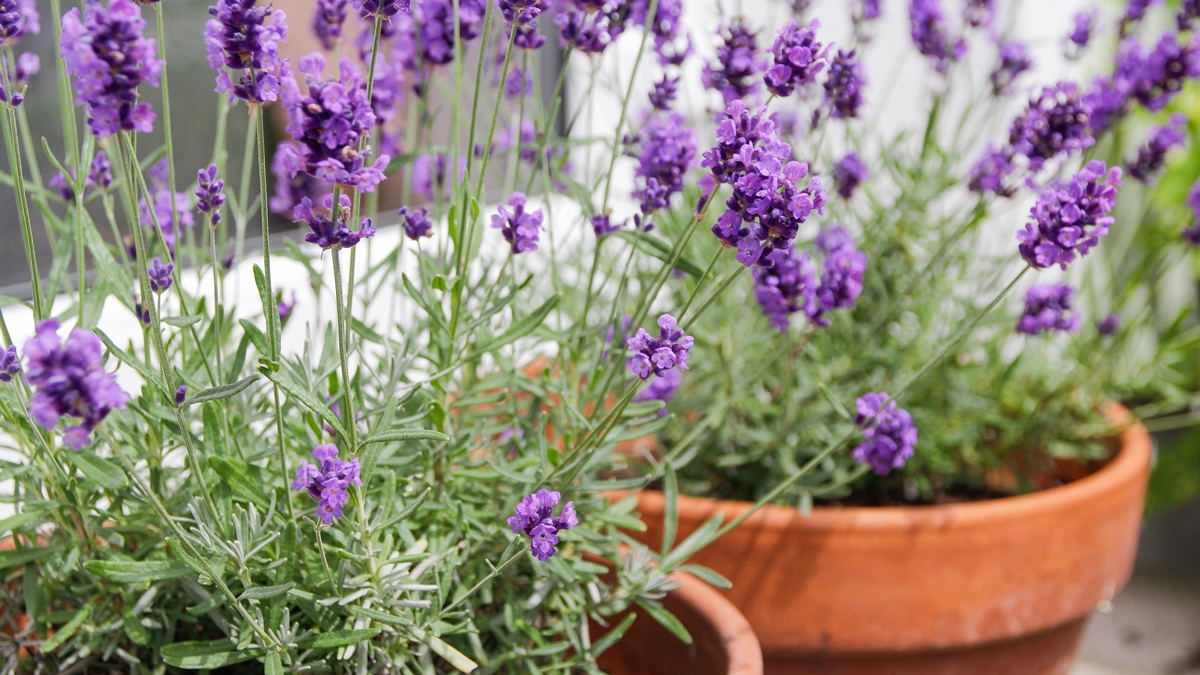 estas-plantas-gostam-de-sol-e-sao-as-melhores-para-colocar-na-varanda