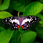 sonhar-com-borboleta-e-bom-pressagio?-veja-os-significados