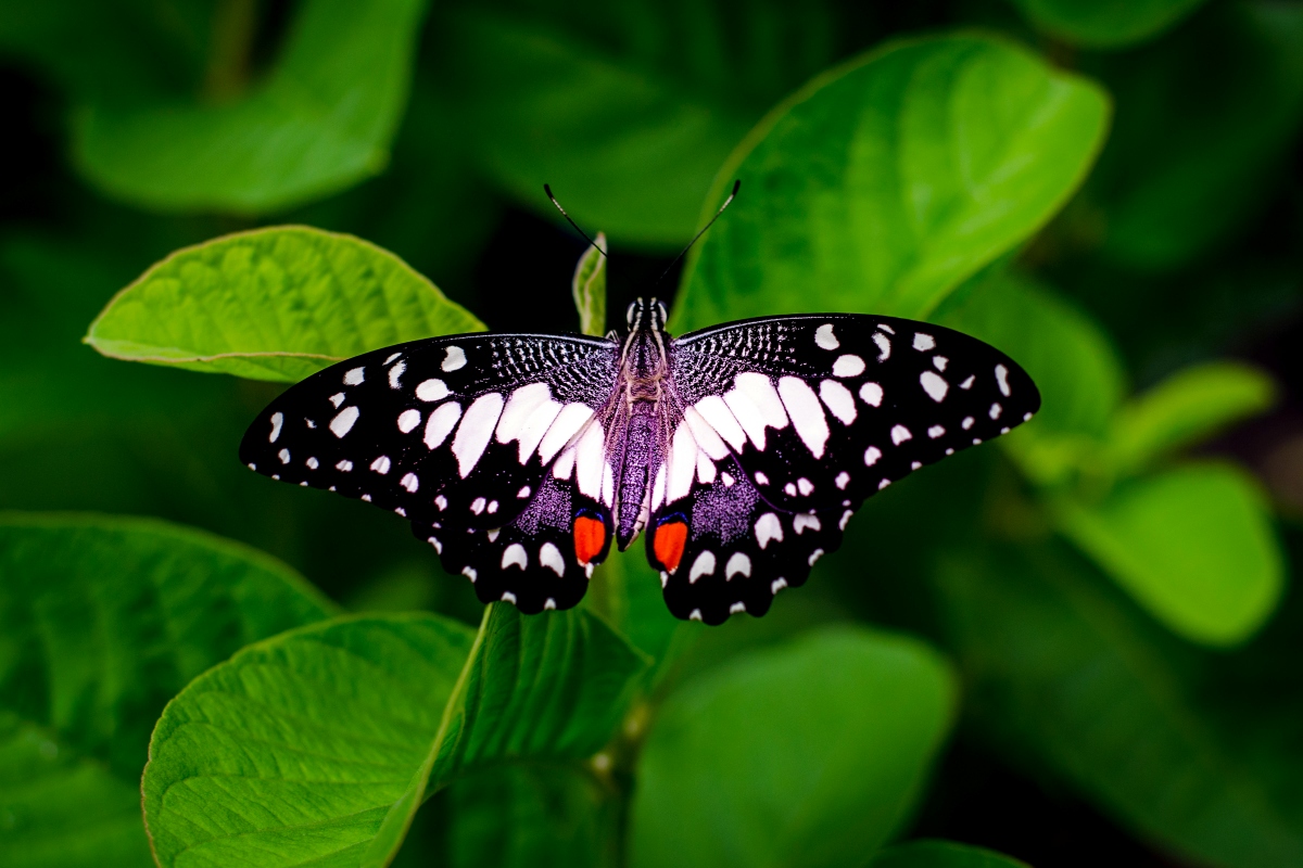 sonhar-com-borboleta-e-bom-pressagio?-veja-os-significados