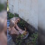 hipopotamo-de-49-anos-fica-doente-e-parque-e-fechado-no-interior-de-sp