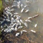 peixes-mortos-causam-interdicao-de-represa-em-regiao-de-ecoturismo