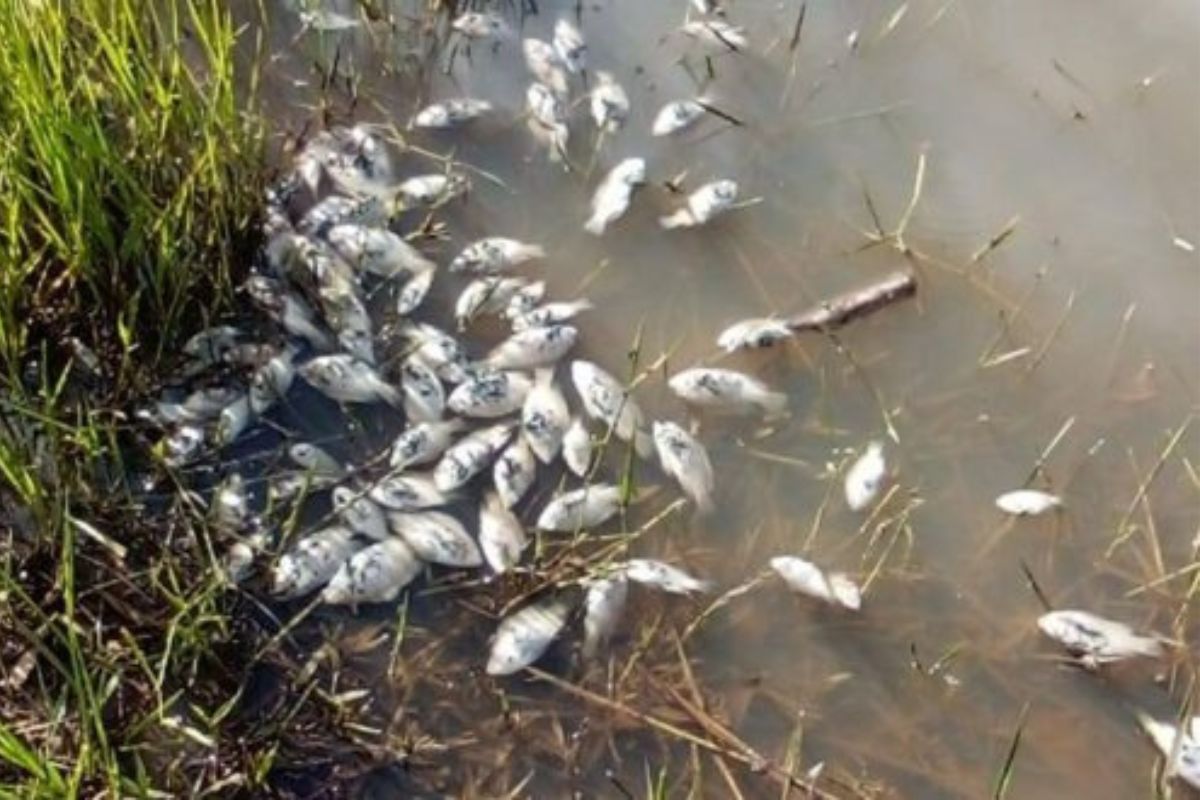 peixes-mortos-causam-interdicao-de-represa-em-regiao-de-ecoturismo
