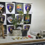 cao-farejador-da-pm-encontra-estufa-de-maconha-dentro-de-comunidade